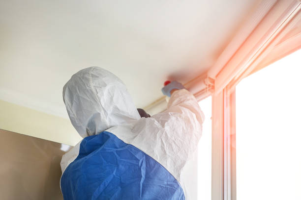 Professional Mold Removal in Hancock, MD